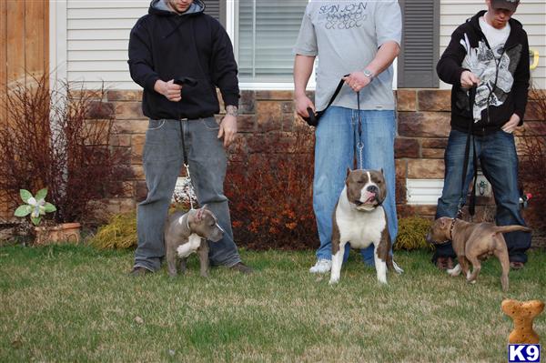 Puppies in ID